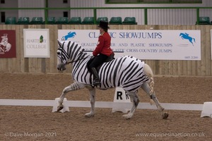 Lusitano Breed Society of Great Britain Show - Hartpury College - 27th June 2009